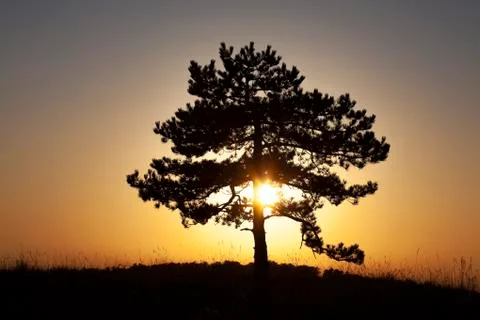 Pine tree alone Stock Photos