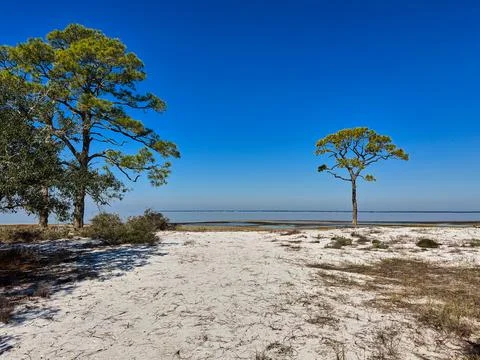Pine tree along a sandy shoreline, St George Island, Florida. Stock Photos