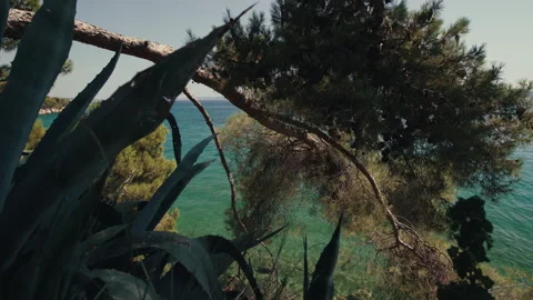Pine tree and agave overlooking the Adriatic Sea Vídeo Stock 340072084