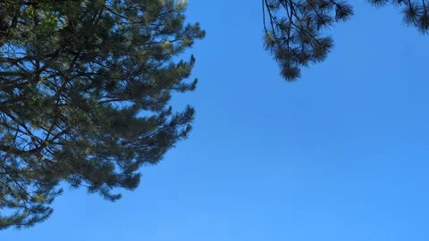 A pine tree and background, blue sky Vídeos de archivo 342736058