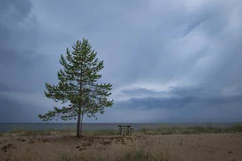 Pine tree and bench Stock Photos