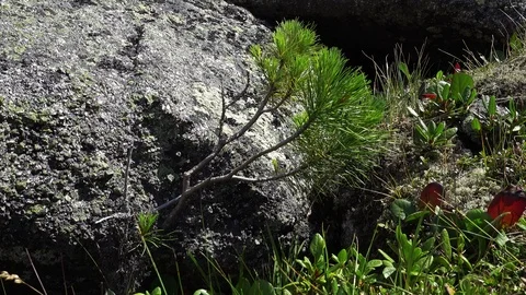 Pine tree and big stone Видео 98037847