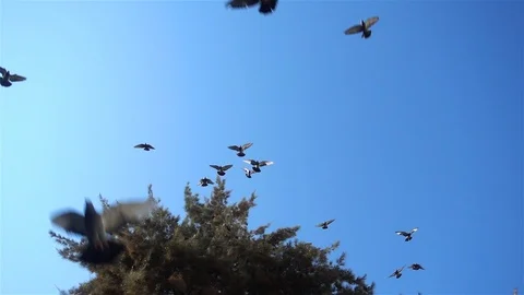 Pine Tree and Birds Flying Slow Motion Stock Footage 97903815