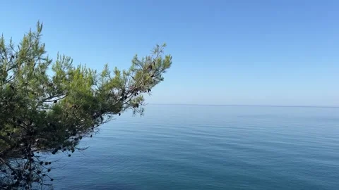 Pine tree and blue sea. Video stock 271482228