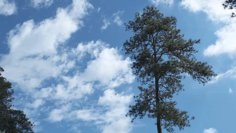Pine Tree and Blue Sky Video stock 107157544