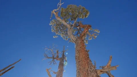 Pine tree and blue sky Stock Footage 108340149