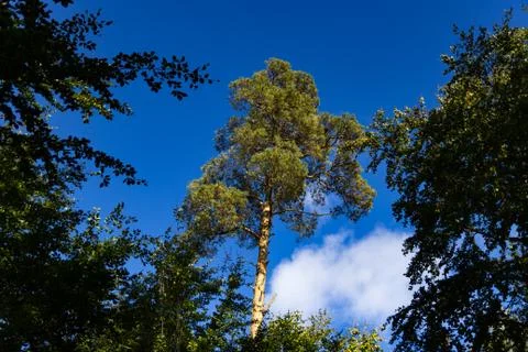 Pine tree and blue sky Stockfoto's