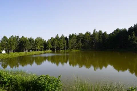 Pine tree and blue sky view in lake view Stock Photos