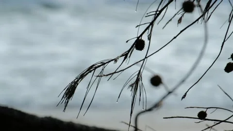Pine tree and blurry sea water in background. abstract 動画素材 132085264