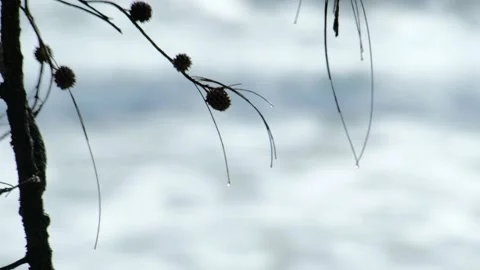 Pine tree and blurry sea water in background. abstract Stock Footage