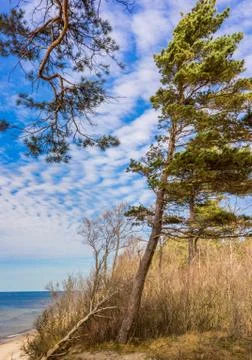 Pine Tree and Branch Stock Photos