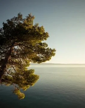 Pine tree and calm blue sea at sunset Stock-Fotos