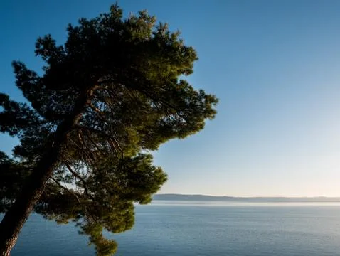 Pine tree and calm blue sea 库存照片