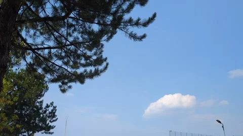 Pine tree and clouds in the park Vídeos de archivo 342610888