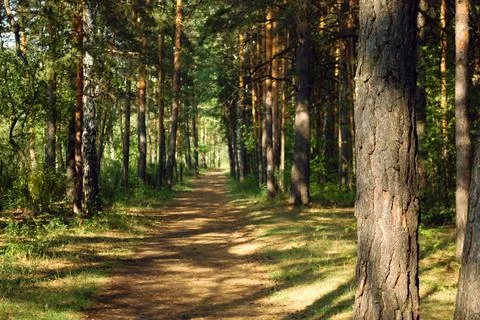 A pine tree and its bark close-up illuminated by sunlight Stock Photos