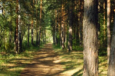 A pine tree and its bark close-up illuminated by sunlight Stock-Fotos