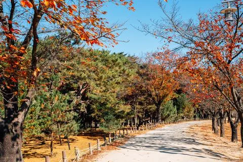 Pine tree and maple forest road at Andong Hahoe Folk Village in Andong, Korea Stock Photos