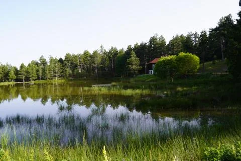 Pine tree and nature view between lake view Stock Photos