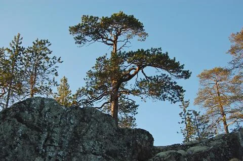 Pine tree and needle-like branches in the polar tundra Stock-Fotos