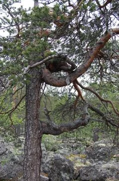 Pine tree and needle-like branches in the polar tundra Stock-Fotos
