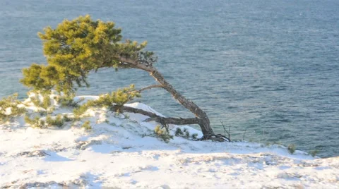Pine Tree And Ocean Stock Footage 953852