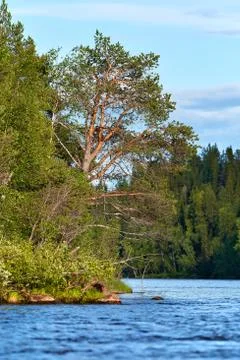Pine tree and other trees by the river bend Stock Photos