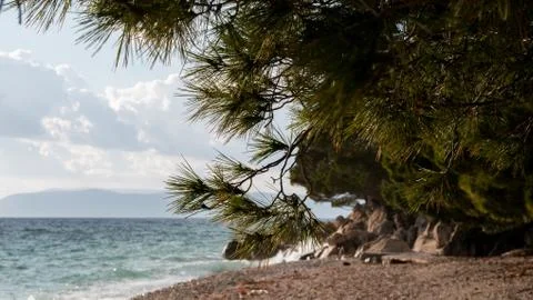 Pine tree and pebble beach 库存照片