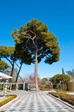 Pine tree and pergolas Stock Photos