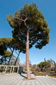 Pine tree and pergolas Stock Photos