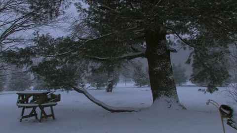 Pine tree and picinic bench being snowed on in blizzard 스톡 동영상 91753031