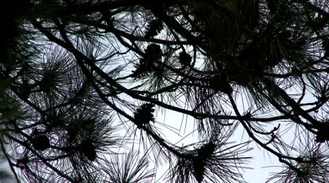 Pine tree and pine cone Stock Footage 10679091