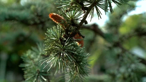Pine tree and pine cone, christmas pine tree Stock Footage 98166013
