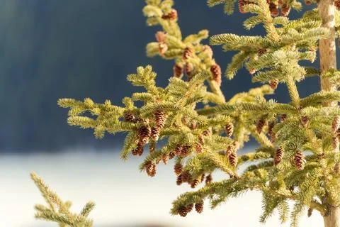 Pine tree and pine cone with sunlight shine Stock Photos