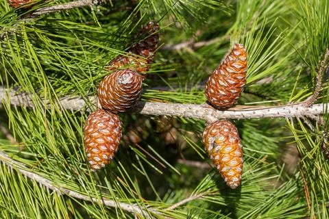 Pine tree and pine cone Stock Photos