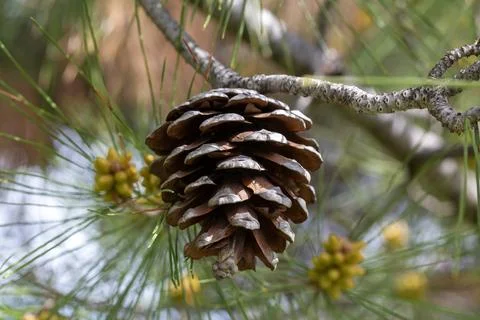 Pine tree and pine cone Stock Photos