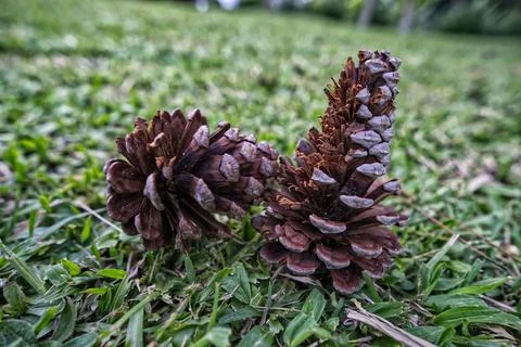 Pine tree and pine cones on the lawn Foto stock