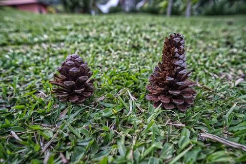 Pine tree and pine cones on the lawn Foto stock