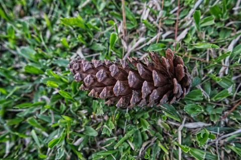 Pine tree and pine cones on the lawn Foto stock