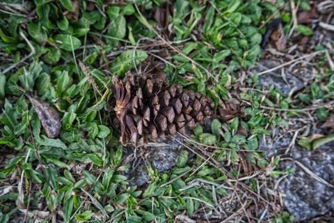 Pine tree and pine cones on the lawn Foto stock