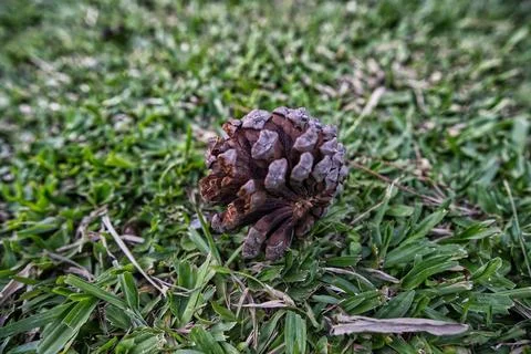 Pine tree and pine cones on the lawn Foto stock