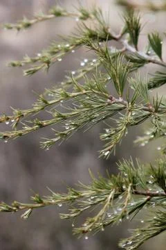 Pine tree and rain drops Stock Photos