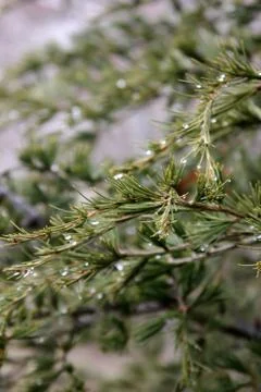 Pine tree and rain drops Stock Photos