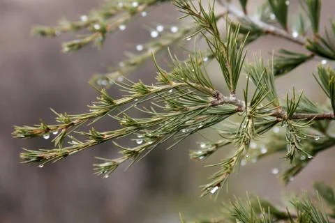 Pine tree and rain drops Stock Photos
