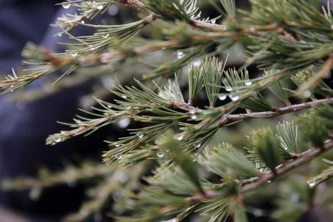 Pine tree and rain drops Stock Photos