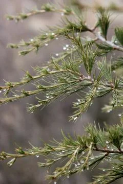 Pine tree and rain drops Stock Photos