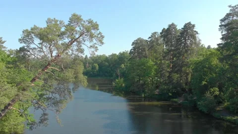 Pine Tree And River Stock Footage 134775513