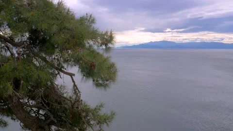 Pine tree and the sea Stock Footage 151002202