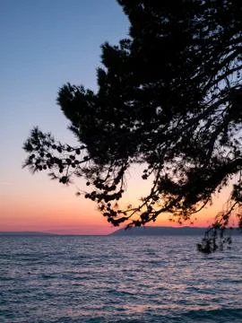 Pine tree and sea at sunset Stock Photos
