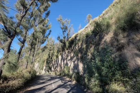 Pine tree and shadow of the tree with the  blue sky at Mount Dingklik , East  Stock Photos