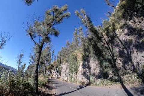 Pine tree and shadow of the tree with the  blue sky at Mount Dingklik , East  Stock Photos